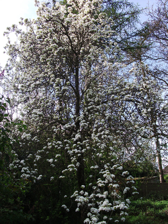 Flowers growing in a British garden.の写真素材
