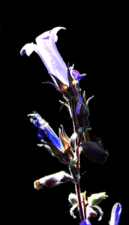 Bluebells growing in a British garden.の写真素材
