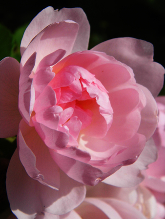 Flower growing in a British garden.の写真素材