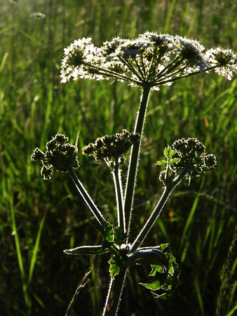 British wildflowers growing.の写真素材