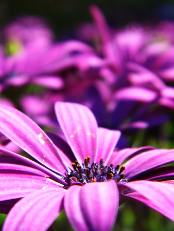 Flowers growing in a British garden.の写真素材