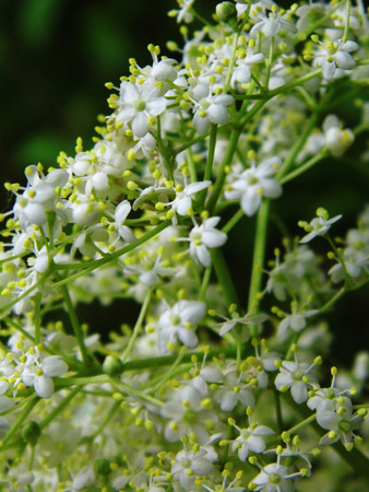 Flowers growing in a British garden.の写真素材