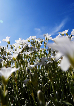 White flowers growing in a British garden.の写真素材