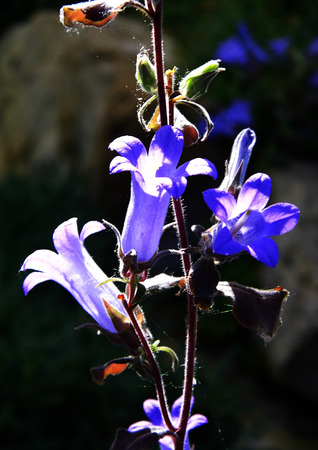 Bluebells growing in a British garden.の写真素材