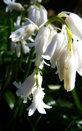 Whitebell flowers growing in a British garden.の写真素材