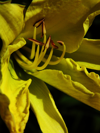 Yellow flower growing.の写真素材
