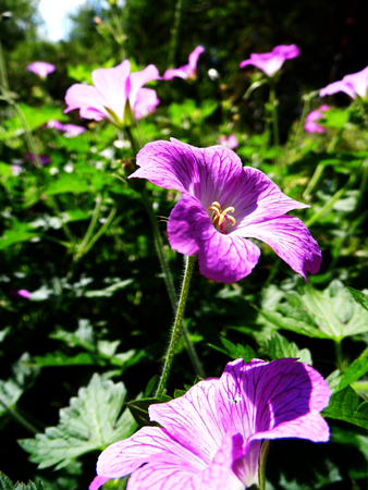 Whitebell flowers growing in a British garden.の写真素材