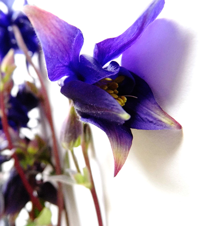 Purple Flowers isolated against a white background.の写真素材