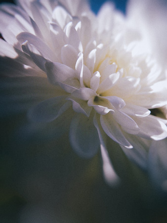 White flower growing in a British garden, with blur vignette.の写真素材