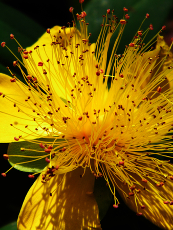Yellow Hypericum flower growing.の写真素材