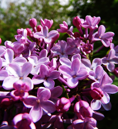 Flowers growing in a British garden.の写真素材