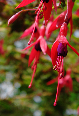 Fuchsia flowers growing in a British garden.の写真素材