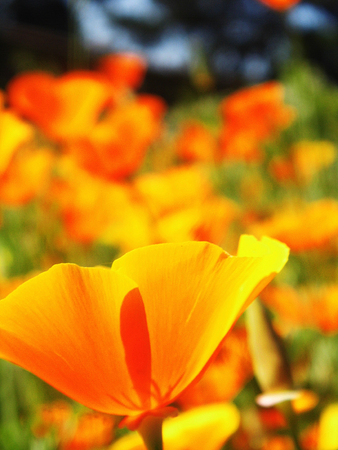 Orange flowers growing in a British garden.の写真素材