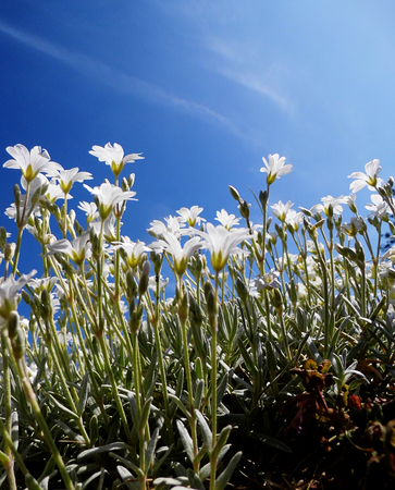 White flowers growing in a British garden.の写真素材