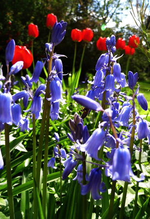 Bluebells growing in a British garden.の写真素材