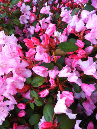Flowers growing in a British garden.の写真素材