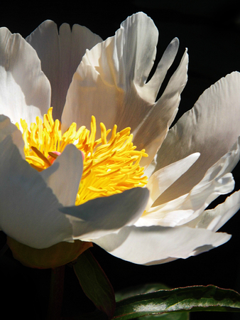 Flower growing in a British garden.の写真素材