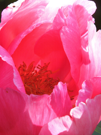 Red flower growing in a British garden.の写真素材