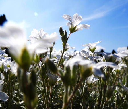 White flowers growing in a British garden.の写真素材