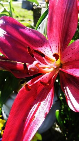 Flower growing in a British garden.の写真素材