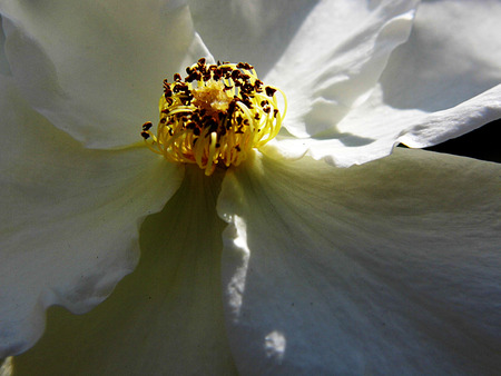 White flower growing in a British garden.の写真素材