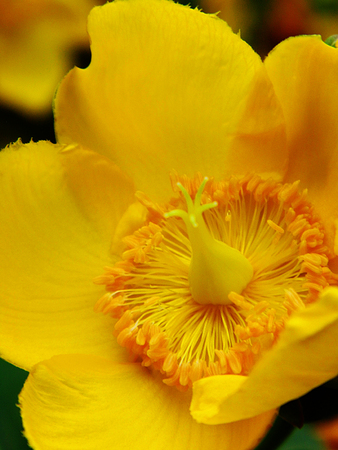 Yellow Hypericum flower growing.の写真素材