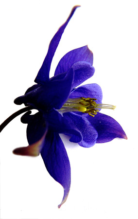 Flower growing in a British garden.の写真素材