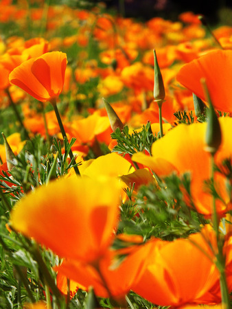 Orange flowers growing in a British garden.の写真素材