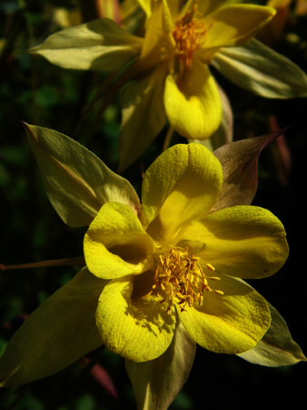 Yellow flowers growing.の写真素材