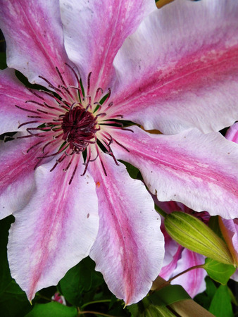 Delicate pink clematis flowers growing.の写真素材