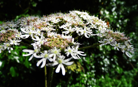 Flowers growing in a British garden.の写真素材