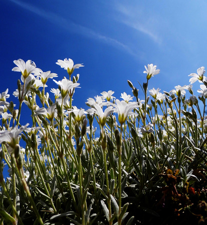 White flowers growing in a British garden.の写真素材