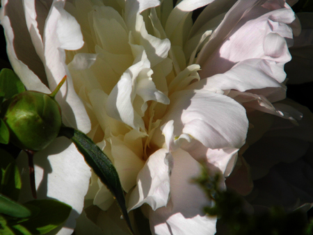 Flower growing in a British garden.の写真素材