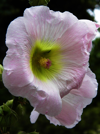 Flower growing in a British garden.の写真素材