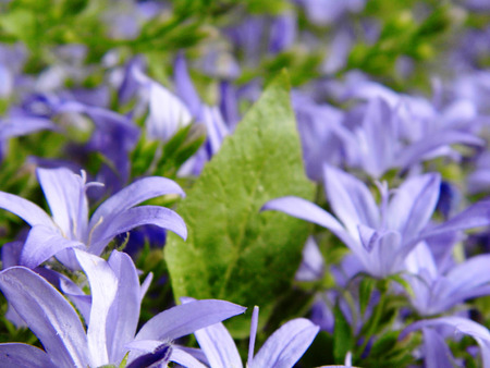 Flowers growing in a British garden.の写真素材
