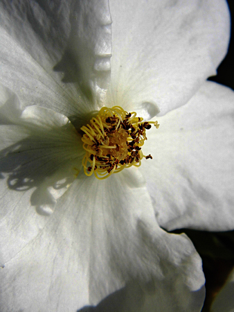 White flower growing in a British garden.の写真素材
