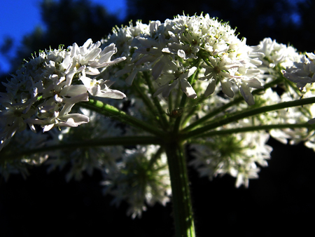 British wildflower growing.の写真素材