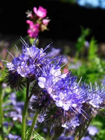 Flowers growing in a British garden.の写真素材