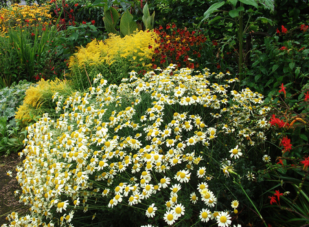 Ornamental flower border in a British garden.の写真素材