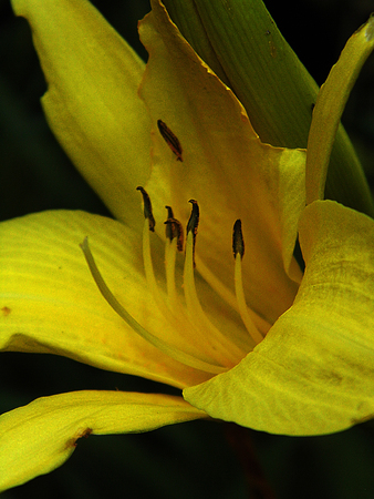 Yellow flower growing.の写真素材