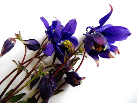 Purple Flowers isolated against a white background.の写真素材