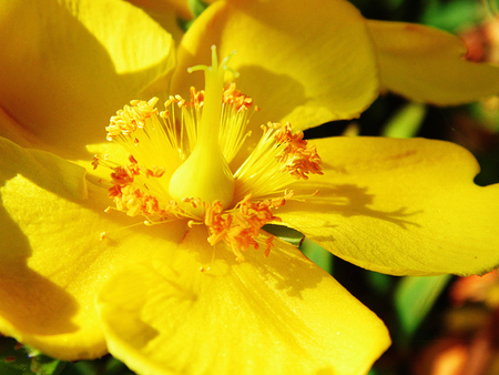 Yellow Hypericum flower growing.の写真素材