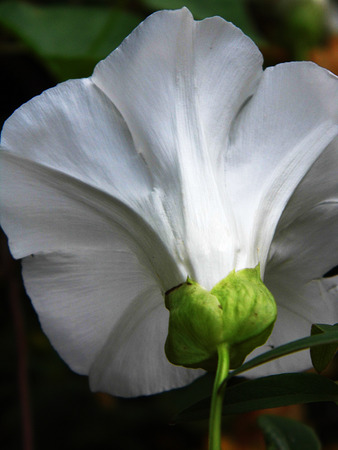 White convolvulus flower growing in a British garden.の写真素材
