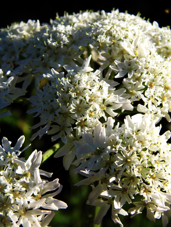 British wildflower growing.の写真素材
