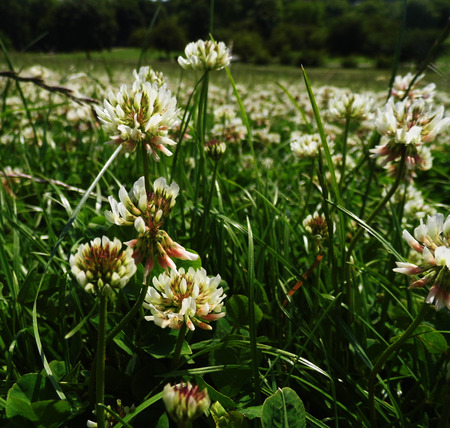 White clover flowers growing in a British meadow.の写真素材