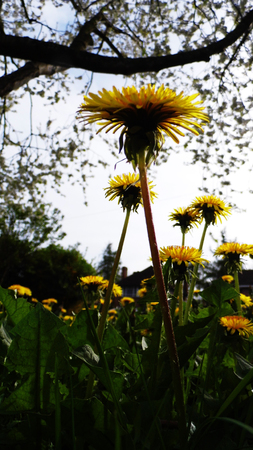Many dandelion flowers growing in a British meadow.の写真素材