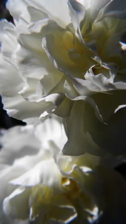Flowers growing in a British garden.の写真素材