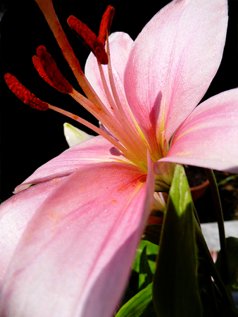 Flower growing in a British garden.の写真素材