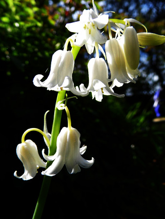 Whitebell flowers growing in a British garden.の写真素材
