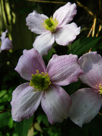 Delicate pink clematis flowers growing.の写真素材